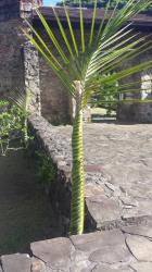We found a lot of the woven palm leave decorating the cathedral.
