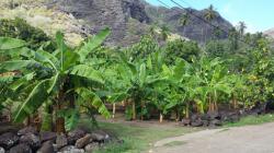 Hatiheu banana plantation