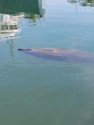 Another visitor, a manatee!