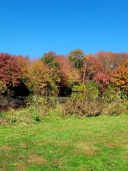 Both Janet and John truly miss the CT fall colors.  We moved from CT  in 1985.
