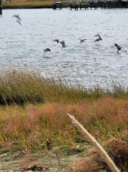 In Old Saybrook, bait fish were schooling and provided a feast for birds and larger fish