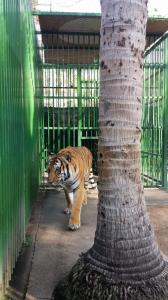 Paradise Village Bengal Tigers: Paradise Village rescued two tigers and has successfully mated them 3 times returning 11 Bengal tigers to the wild.  Cool...  You should have seen Janet back up when this big boy noticed her!