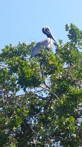 Who Knew Pelicans Roost in Trees?: In Nuevo Vallarta there are crocodiles, lots of them too!  Guess why the other animals are in the trees!