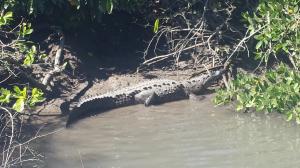 Crocs are all over the place in Nuevo Vallarta: No swimming at the marina!