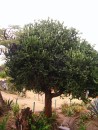 Cactus - tree