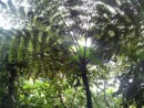 Ancient fern tree
