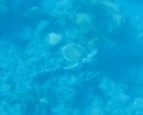 One of many sea turtles we followed while snorkeling in Saba.