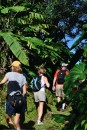 Saba hike into the rainforest.