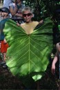 Leaf specimen from the rainforest!  No wonder they are called Elephant Ears!