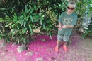 Matthew discovers tons of pink blossoms on a walk in Grenada.