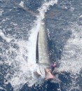 The nearly caught marlin...