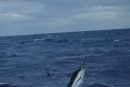 Marlin in mid-fight
