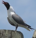 A laughing gull.