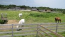 Up to 1,000 wild ponies once roamed Ocracoke. No one knows for sure where they came from, but according to historians, most likely they were left on Roanoke Island at the time of the  Lost Colony disappearance. Many ponies were sold over the years and only 12 remained when the Cape Hatteras National Seashore was established in 1953. A pen for the ponies was built and they are now kept on a range about 7 miles from of the village.
