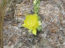 The blossom is lovely, but the prickly pear presents a hazard to legs and doggie paws.