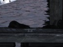 Otters play on the dock near where the NOAA ship is usually tied up.