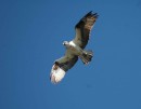 An adult osprey in flight. I just can