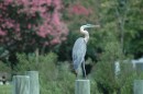 We enjoyed watching the shore birds in Reedville. This handsome Great Blue Heron let us get close before flying.