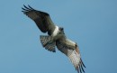 Osprey, fish hawks, are plentiful all along the coast, but especially in Reedville, it seems.