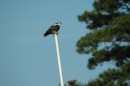 An osprey perched at the top of a mast.