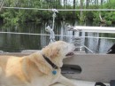We tied up to a piling near the doors to the dock. Madison entertained herself by sniffing the breeze. 