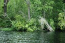 The upper Pasquotank is wild and beautiful, like moving through a water garden.