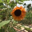 A sunflower in the kitchen garden.