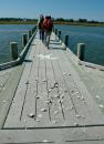 Gulls drop clams on the pier where boats land to break them open and get at the meat inside.