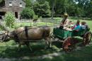 Charley the ox gives rides around the farm.