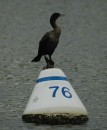 This cormorant seems to think the moorings in Back Creek were installed for his perching pleasure.