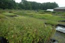 The restored wetlands improve water quality, manage stormwater, enhance habitat for a variety of species and keep shorelines from eroding