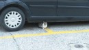 Cat hiding under a car. They are everywhere here, just like stray dogs.
