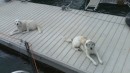 Mutley and Fang, on my pontoon at the bow of Nanjo. Waiting for a walk and some dog biscuits.