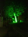 My "Tree" at Ay Eufimia
