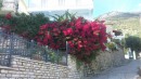 Gorgeous flowers on Kalamos. I have no idea what make they are, but they smelt real good.