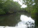 dinghy cruise up mangrove in Utila