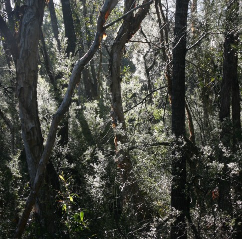 wet forest on Fraser Island: wet forest on Fraser Island