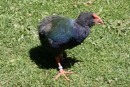 IMG_0088: Takahe on Tiritir Matangi