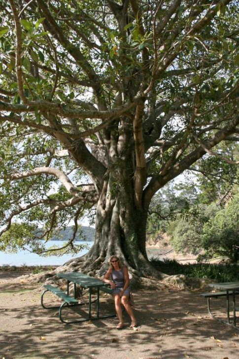 IMG_0057: An ancient fig tree, (well by NZ standards!)