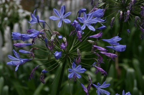 IMG_0046: Agapanthus are everywhere in NZ