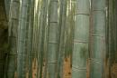  Bamboo grove in Kyoto