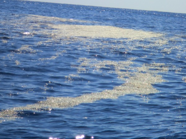 Coral debris drifting on the water.