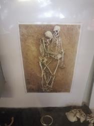 Museum - excavations : Different pictures of skulls and bones excavated.  