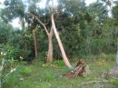 The result of the storm, possibly a tornado (74 knots) that came through and caused destruction to some trees, benches and lapa