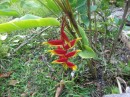 What a beautiful flower on Pangaimotu island