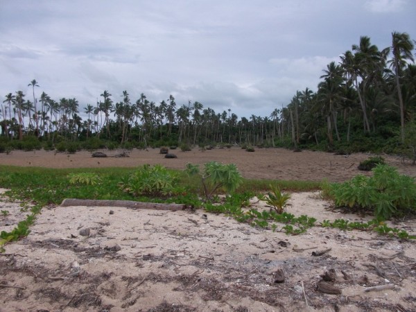 Swamp on Pangaimotu island.  