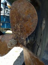 Coral growth in the propeller: Another memory from Whangarei Town Basin.  Propspeed applied 3.5 months ago did not prevent coral from growing on the propeller