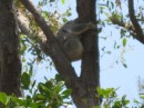 Another sleeping koala