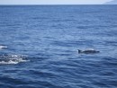 Dolphins surfacing