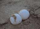 Here are a  couple eggs.  The are about the size of golf balls